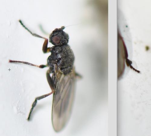 Réf. 275 313 : Ischiolepta sp.